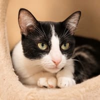 Judith, chatte à adopter
