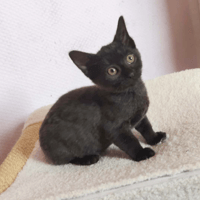 HOPE, chatte à adopter