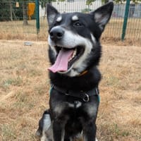 NORTON, chien à adopter