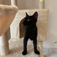 CLEO, chatte à adopter