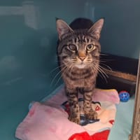 GERTRUDE, chatte à adopter