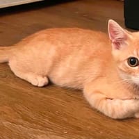 Bull, chat à adopter