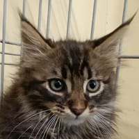 Circe, chat à adopter