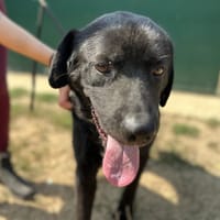 VAILLANT, chien à adopter
