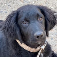 ECHO, chienne à adopter