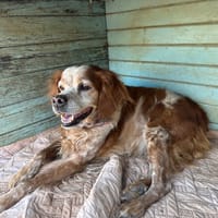 ELKA, chienne à adopter