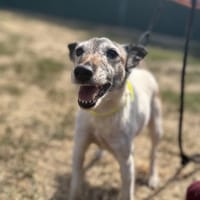 NOISETTE, chienne à adopter