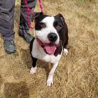 BOUILLE, chien à adopter