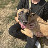 GRATOUILLE, chien à adopter