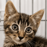 Calypso, chatte à adopter