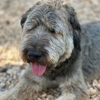NIKKI, chien à adopter
