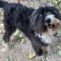 HARIBO, chien à adopter