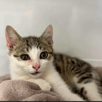 MERIDO, chat à adopter