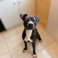 AÏKO, chien à adopter