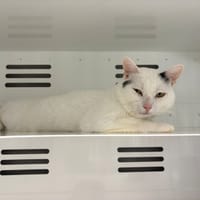 BOULE, chat à adopter