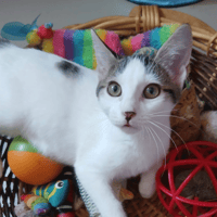 Baïa, chatte à adopter