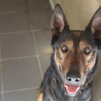 VOLTA, chienne à adopter