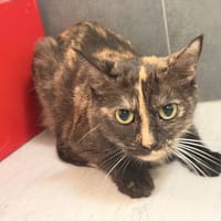 BILLIE, chatte à adopter