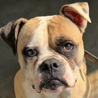 Samba, chienne à adopter