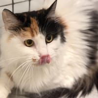 FRISKA, chatte à adopter