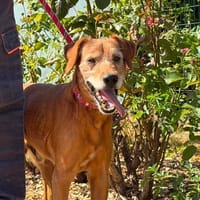 LOKY, chien à adopter