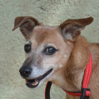 CARAMEL CHAO, chien à adopter