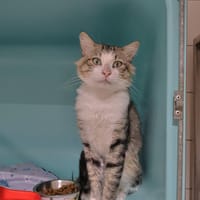 Chaussette, chat à adopter