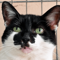 Nausicaa, chatte à adopter