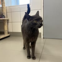 GRIBOUILLE, chat à adopter