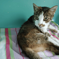 MINOUCHE, chatte à adopter