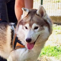 OULAK, chien à adopter