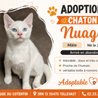 NUAGE, chat à adopter