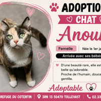 ANOUK, chatte à adopter