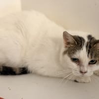 BRITNEY, chatte à adopter