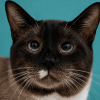 Polux, chat à adopter