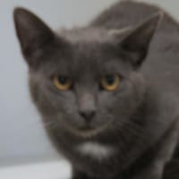 SAUL, chat à adopter