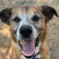 Kabuto, chien à adopter