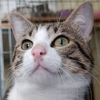 Patrocle, chat à adopter