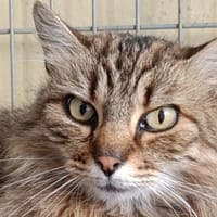 Ithaca, chatte à adopter