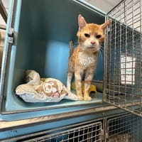 AUDI, chat à adopter