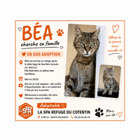 BEA, chatte à adopter