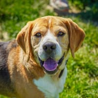 PACO OAA20071, chien à adopter