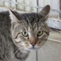 CACTUS, chat à adopter