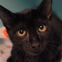 Hawai, chat à adopter