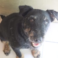 PINPIN, chien à adopter