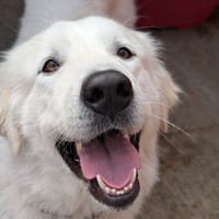 PACHA, chien à adopter