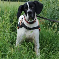 TEXAS HAA24824, chien à adopter