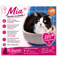 MIA, chatte à adopter