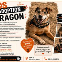 ARAGON, chien à adopter
