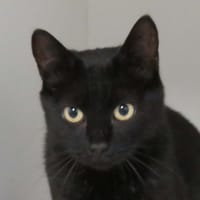 SOLONE, chatte à adopter